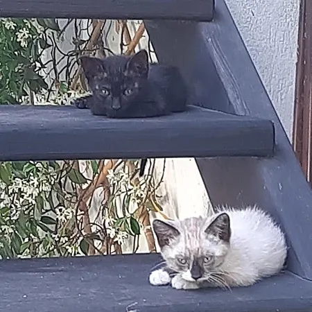 La Collina Dei Passeri Отель типа 